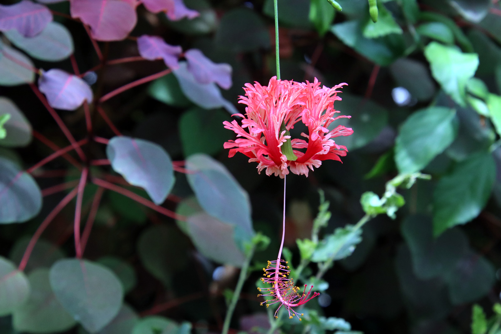 2018 02 13 Botanic Gardens 2385